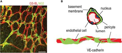 Exploration of Oxygen-Induced Retinopathy Model to Discover New Therapeutic Drug Targets in Retinopathies